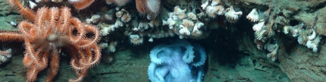 Hudson Canyon, Wildlife Conservation Society, New York Aquarium, National Marine Sanctuary, Grand Canyon, canyon, canyons, wildlife, biodiversity, environment