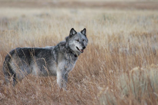 Wyoming, Wyoming wolf, Wyoming wolves, Wyoming Game & Fish Department, wolf hunt, wolf hunting, wolf hunting season, hunt, hunting, wolf, wolves, Yellowstone, Yellowstone National Park, animals, animal hunting