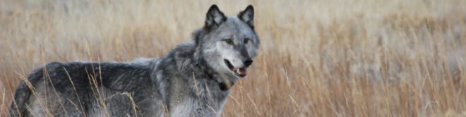 Wyoming, Wyoming wolf, Wyoming wolves, Wyoming Game & Fish Department, wolf hunt, wolf hunting, wolf hunting season, hunt, hunting, wolf, wolves, Yellowstone, Yellowstone National Park, animals, animal hunting