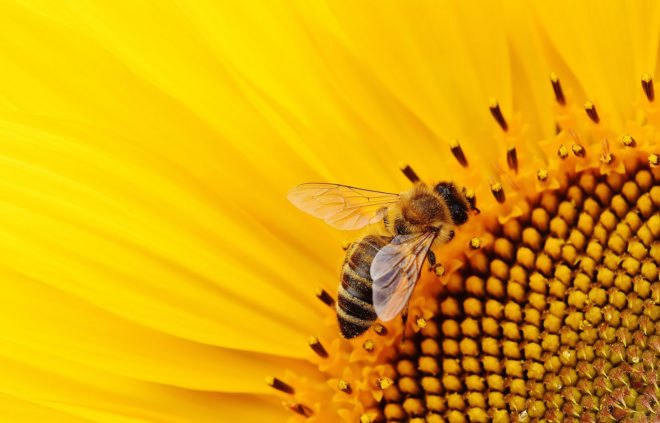 neonicotinoids, bee deaths, bee killing pesticides, pesticide exposure, water pollution, water contamination, drinking water, pesticides in drinking water, neonicotinoids in drinking water, iowa, us geological survey, university of iowa, wastewater treatment