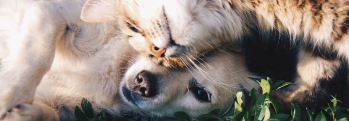 cats, dogs, Taiwan, Asia, food, animal cruelty