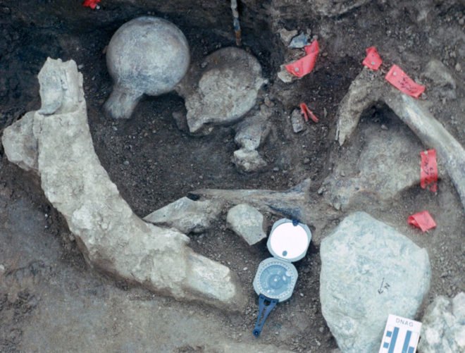 mastodon fossils, Center for American Paleolithic Research, north america, ancient humans, early humans, hominids, california, san diego natural history museum, us geological survey, stone tools