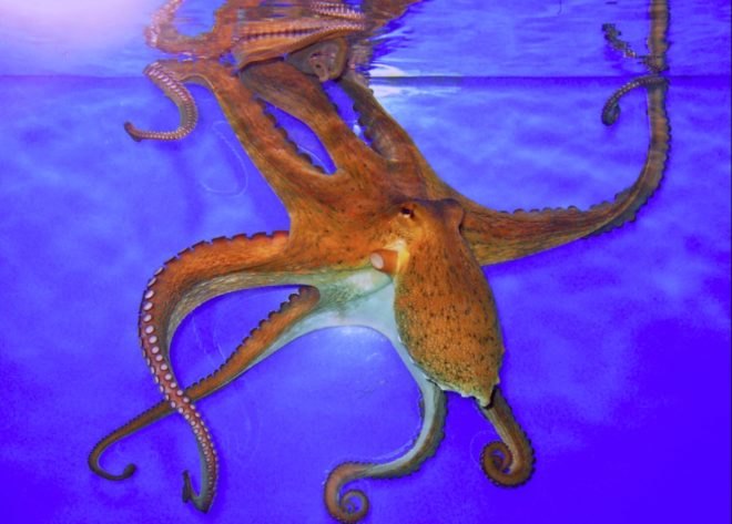 coleiod cephalopod, octopus, RNA editing, gene editing