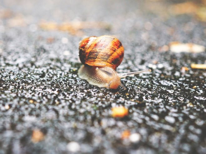 snails, Hawaii, Maui, rat longworm disease, brain parasites, health