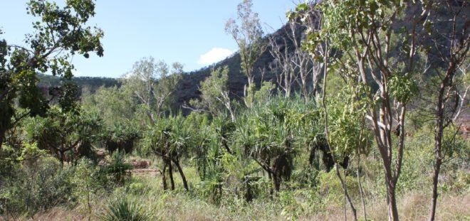 Drylands, dryland forest, trees, carbon storage, climate change, carbon sinks