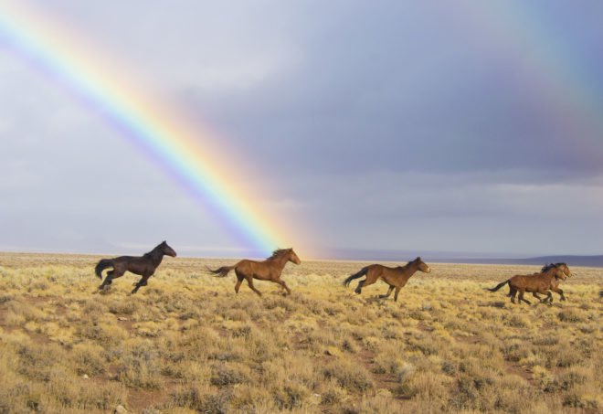 America, United States, American West, West, wild horse, wild horses, horse, horses, mustang, mustangs, animal, animals, President Donald Trump, President Trump, Donald Trump, Trump, Trump budget, Bureau of Land Management, land management