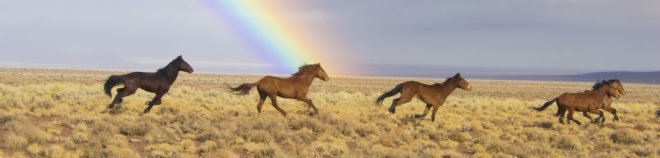 America, United States, American West, West, wild horse, wild horses, horse, horses, mustang, mustangs, animal, animals, President Donald Trump, President Trump, Donald Trump, Trump, Trump budget, Bureau of Land Management, land management