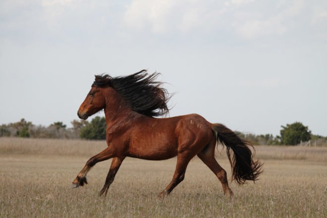 America, United States, American West, West, wild horse, wild horses, horse, horses, mustang, mustangs, animal, animals, President Donald Trump, President Trump, Donald Trump, Trump, Trump budget, Bureau of Land Management, land management