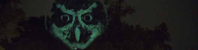 Animal Watching by Maizz Visual, animal video art, habitat destruction art, environmental awareness art, Mexico City art installation, Maizz Visual, video art by Maizz Visual, Marvin Festival 2017, Marvin Festival 2017 art,