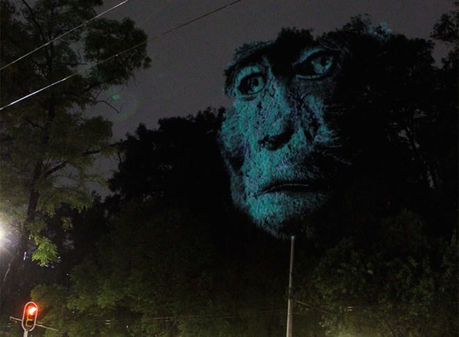 Animal Watching by Maizz Visual, animal video art, habitat destruction art, environmental awareness art, Mexico City art installation, Maizz Visual, video art by Maizz Visual, Marvin Festival 2017, Marvin Festival 2017 art,