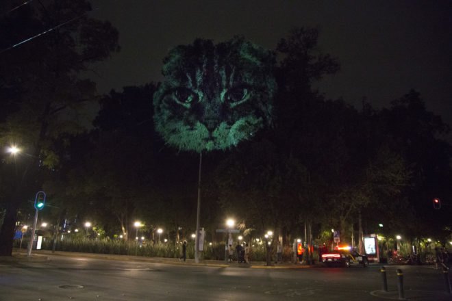 Animal Watching by Maizz Visual, animal video art, habitat destruction art, environmental awareness art, Mexico City art installation, Maizz Visual, video art by Maizz Visual, Marvin Festival 2017, Marvin Festival 2017 art,
