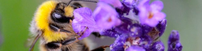 neonicotinoid insecticides, neoniconitoids, neonicotinoid, bees, dying bees, saving bees, bee conservation, colony collapse, bee colony collapse, pesticides, insecticides, bee saving plants, bee friendly plants