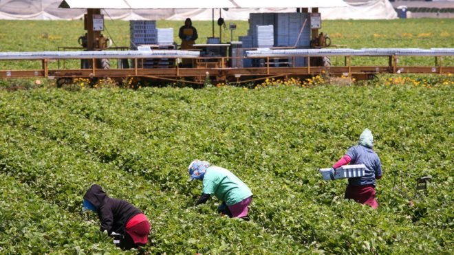 California, Bakersfield, Donald Trump, Trump, President Donald Trump, President Trump, Trump administration, Scott Pruitt, Pruitt, EPA, Environmental Protection Agency, pesticide, insecticide, Vulcan, chlorpyrifos, toxic, poison, health, farmworker, farmworkers
