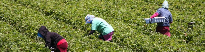 California, Bakersfield, Donald Trump, Trump, President Donald Trump, President Trump, Trump administration, Scott Pruitt, Pruitt, EPA, Environmental Protection Agency, pesticide, insecticide, Vulcan, chlorpyrifos, toxic, poison, health, farmworker, farmworkers