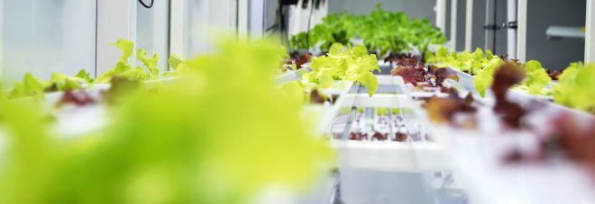China, food, edible food, agriculture, shipping container, shipping containers, farm, farms, garden, gardens, produce, leafy greens, Beijing, Alesca Life