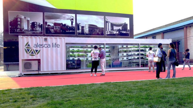 China, food, edible food, agriculture, shipping container, shipping containers, farm, farms, garden, gardens, produce, leafy greens, Beijing, Alesca Life