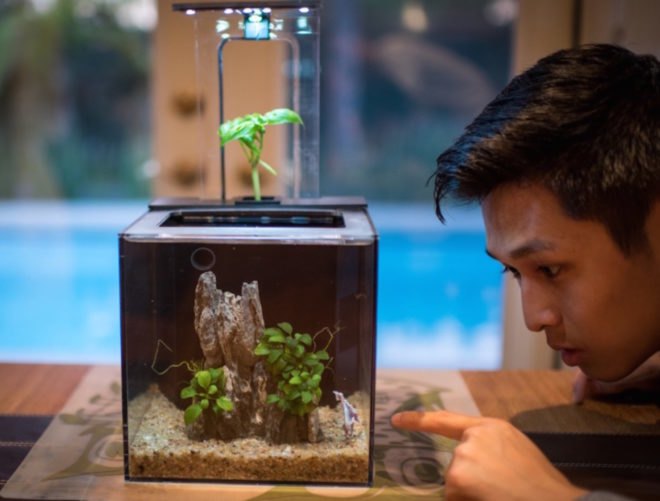 ecoQube C, aquarium, Father's Day gifts, portable ecosystem