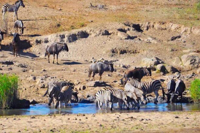 Homo, homo genus, human, humans, early human, early humans, ancient human, ancient humans, ancient, Africa, Ethiopia, Arizona State University, grass, grassy, grassy landscape, climate change, global cooling, research, origin, origins, human origins