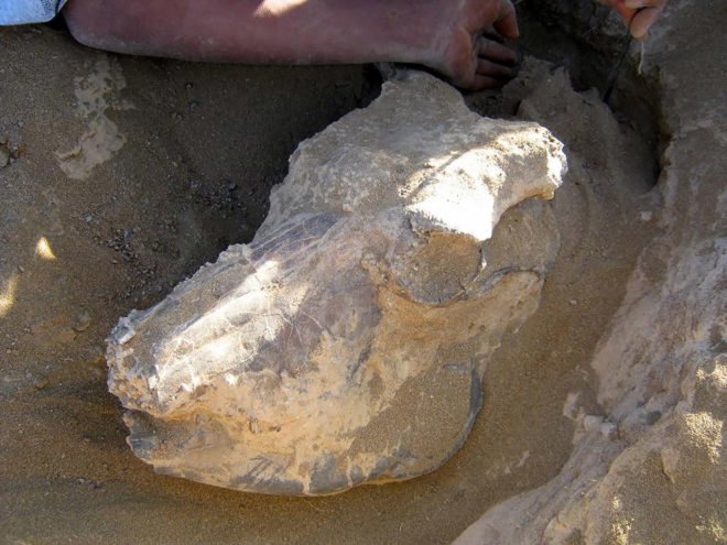 Homo, homo genus, human, humans, early human, early humans, ancient human, ancient humans, ancient, Africa, Ethiopia, Arizona State University, grass, grassy, grassy landscape, climate change, global cooling, research, origin, origins, human origins