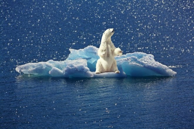 polar bear, climate change, EPA, fossil fuels, oil,