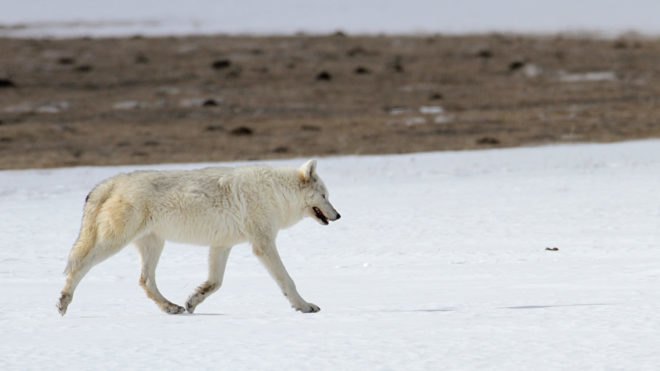 Yellowstone, Yellowstone National Park, national park, park, parks, wildlife, animal, animals, National Park Service, wolf, wolves, white wolf, white wolves, alpha female