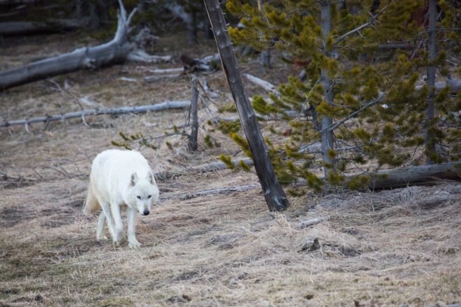 Yellowstone, Yellowstone National Park, national park, park, parks, wildlife, animal, animals, National Park Service, wolf, wolves, white wolf, white wolves, alpha female