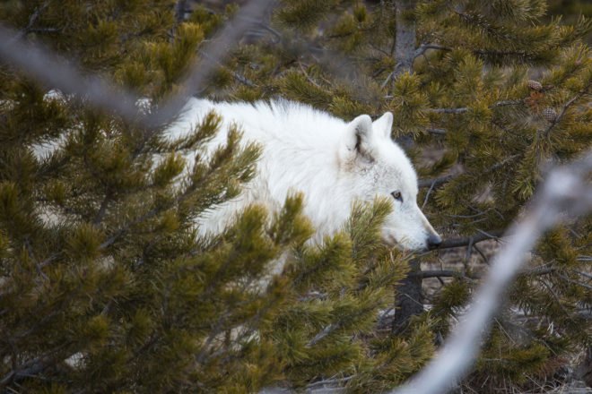 Yellowstone, Yellowstone National Park, national park, park, parks, wildlife, animal, animals, National Park Service, wolf, wolves, white wolf, white wolves, alpha female