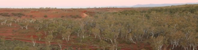 Drylands, dryland forest, trees, carbon storage, climate change, carbon sinks