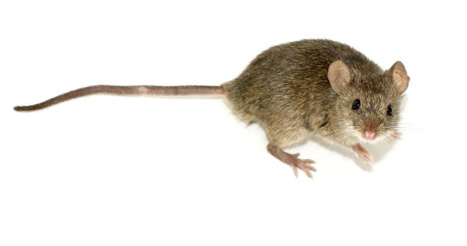 mice, fertility, 3D printing, 3D-printed organs, Northwestern University