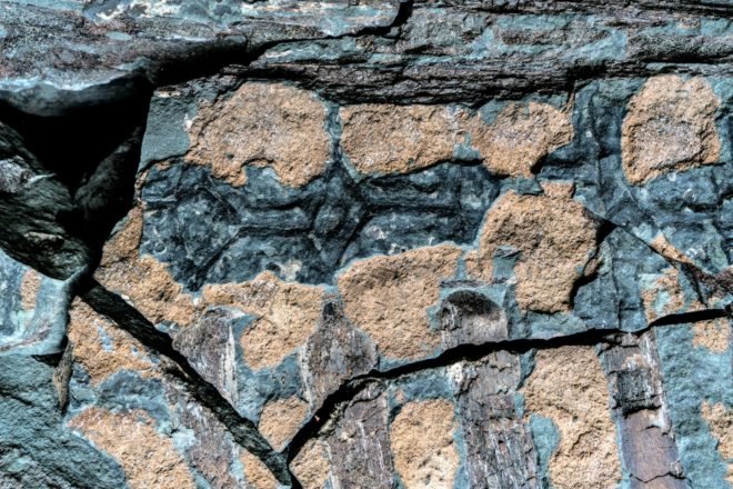 nodosaur, Alberta, Canada, miners, 110-million-years-old
