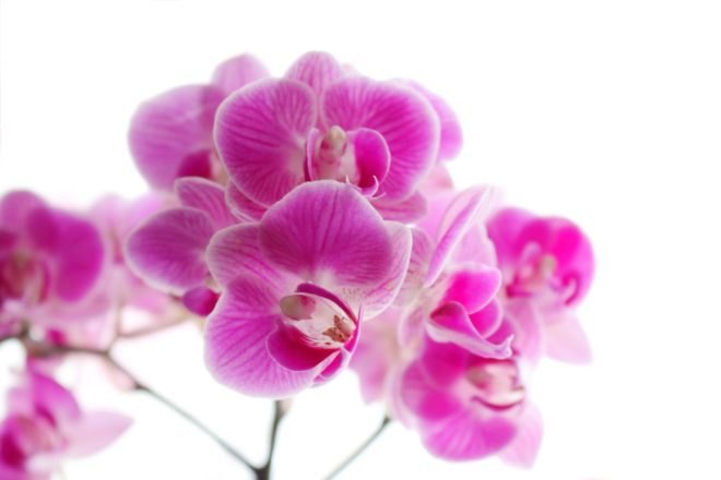 The Bouqs, sustainable flowers, green gifts, green flowers