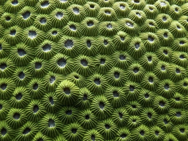 biomimicry, superorganisms, teeming, carbon negative manufacture, Teeming: How Superorganisms Work to Build Infinite Wealth in a Finite World, the biomimicry manual,