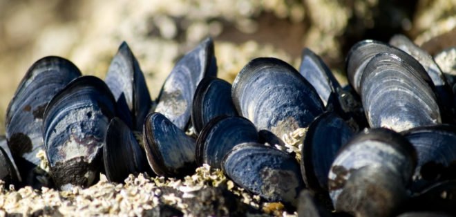 biomimicry, superorganisms, teeming, carbon negative manufacture, Teeming: How Superorganisms Work to Build Infinite Wealth in a Finite World, the biomimicry manual, oysters