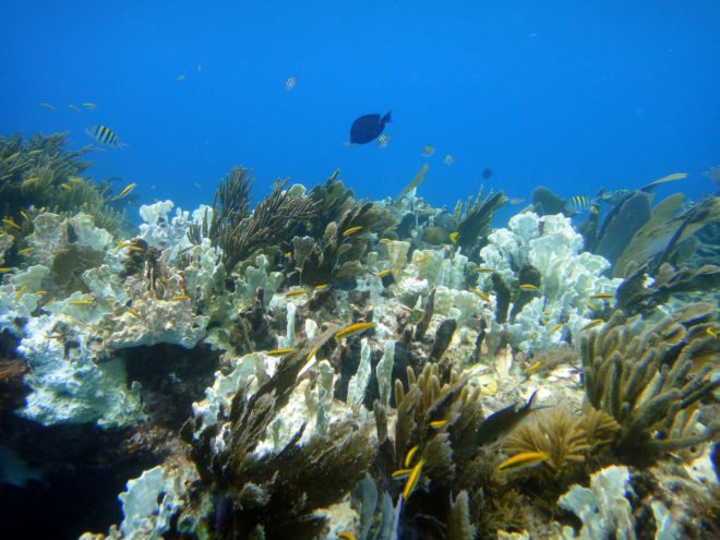 Earth, 2100, climate change, global warming, warming, rising sea levels, sea levels, coral reef, coral reefs, coral bleaching, bleached coral reef, bleached coral reefs, Arctic, Arctic sea ice, sea ice, temperatures, 2 degrees Celsius, hotter temperatures, water, drought, greenhouse gas, greenhouse gases