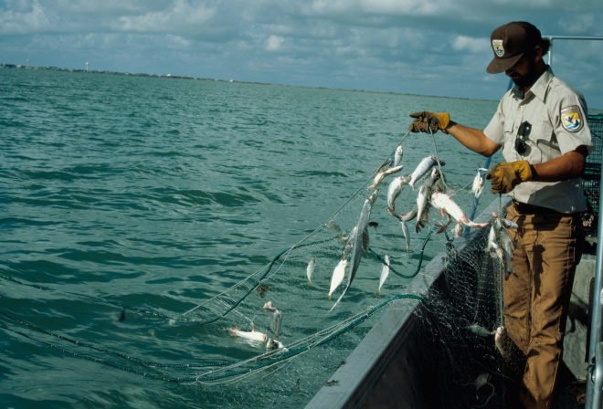 Donald Trump, Trump, President Donald Trump, President Trump, Trump administration, National Oceanic and Atmospheric Administration, NOAA, NOAA Fisheries, fish, fishing, fishing industry, gill net, gill nets, turtle, turtles, endangered, endangered species, marine, marine mammal, marine mammals, marine creatures, animals