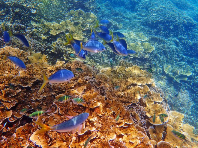 Australia, Great Barrier Reef, $42 Billion, climate change, Great Barrier Reef Foundation, global warming, coral bleaching,