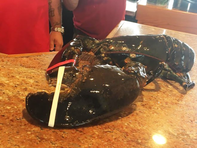 Louie, Louie the Lobster, Peter's Clam Bar, Long Island, Hempstead, New York, lobster, lobsters, crustacean, crustaceans, seafood, ocean, pardon, animals, animal