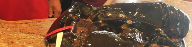 Louie, Louie the Lobster, Peter's Clam Bar, Long Island, Hempstead, New York, lobster, lobsters, crustacean, crustaceans, seafood, ocean, pardon, animals, animal