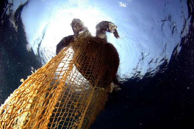 Donald Trump, Trump, President Donald Trump, President Trump, Trump administration, National Oceanic and Atmospheric Administration, NOAA, NOAA Fisheries, fish, fishing, fishing industry, gill net, gill nets, turtle, turtles, endangered, endangered species, marine, marine mammal, marine mammals, marine creatures, animals