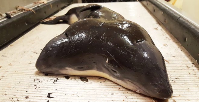 Porpoise, porpoises, harbor porpoise, harbor porpoises, conjoined twins, two-headed, two heads, animal, animals, cetaceans, cetacean, science, Natural History Museum Rotterdam, the Netherlands, North Sea, Erwin Kompanje