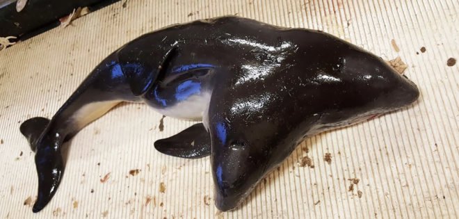 Porpoise, porpoises, harbor porpoise, harbor porpoises, conjoined twins, two-headed, two heads, animal, animals, cetaceans, cetacean, science, Natural History Museum Rotterdam, the Netherlands, North Sea, Erwin Kompanje