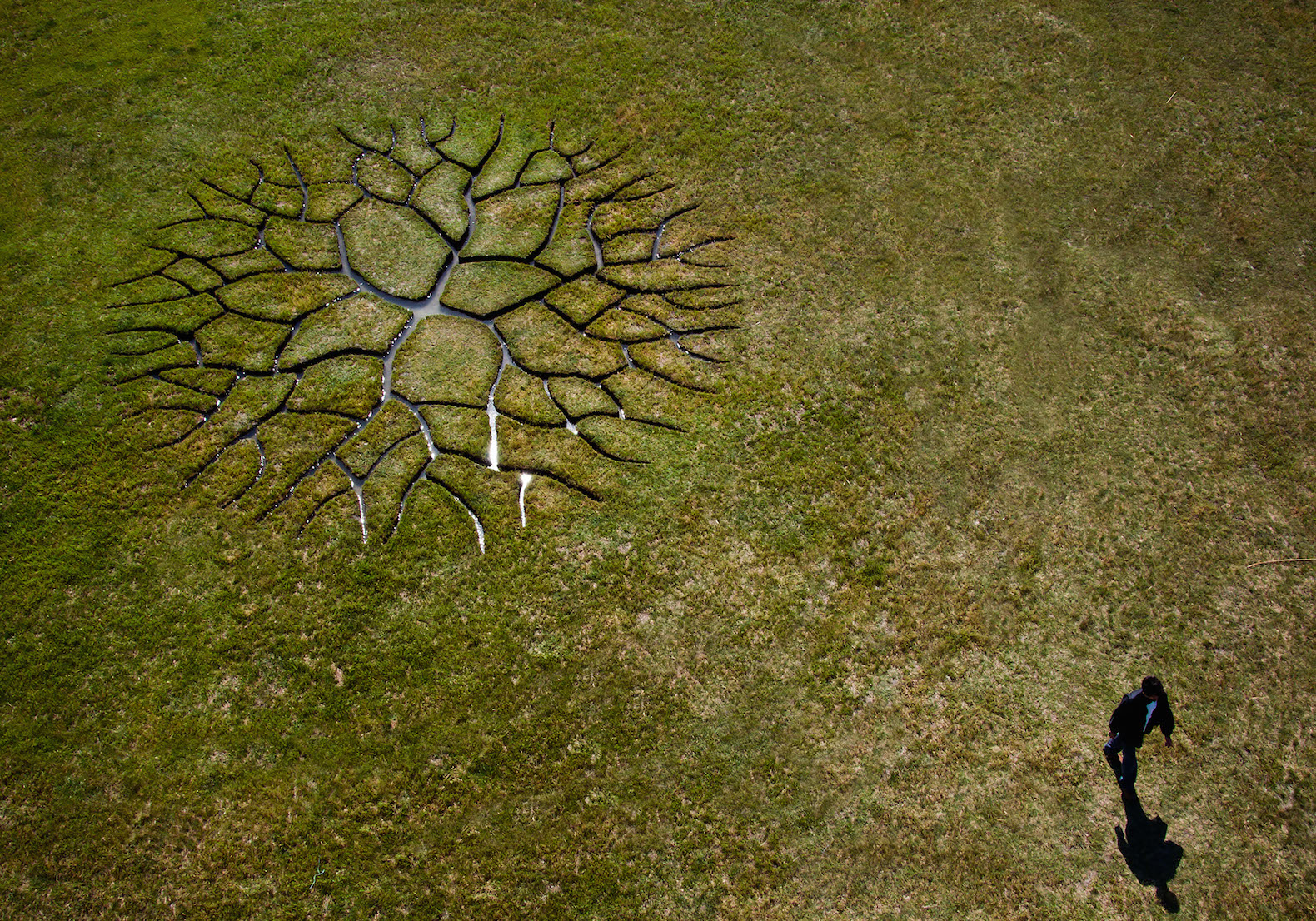 World Tree by Krisztián Balogh, World Tree land art, Krisztián Balogh art, Krisztián Balogh land art, peat bog art, peat art,
