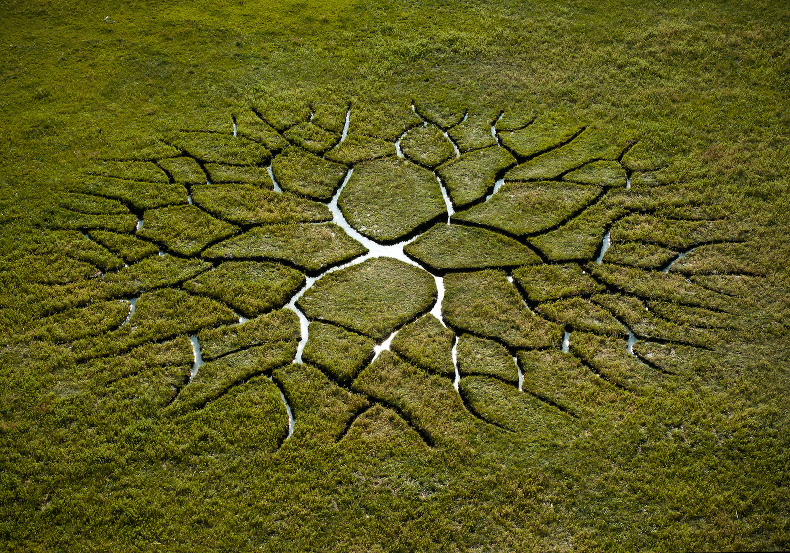 World Tree by Krisztián Balogh, World Tree land art, Krisztián Balogh art, Krisztián Balogh land art, peat bog art, peat art,