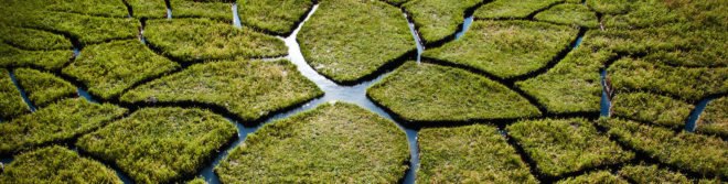 World Tree by Krisztián Balogh, World Tree land art, Krisztián Balogh art, Krisztián Balogh land art, peat bog art, peat art,
