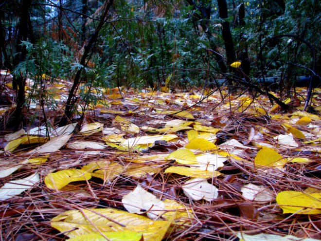 biomimicry, superorganisms, teeming, carbon negative manufacture, Teeming: How Superorganisms Work to Build Infinite Wealth in a Finite World, the biomimicry manual,
