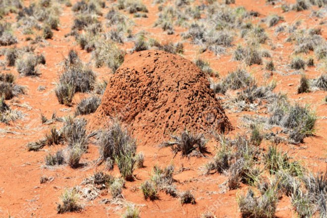 biomimicry, superorganisms, teeming, carbon negative manufacture, Teeming: How Superorganisms Work to Build Infinite Wealth in a Finite World, the biomimicry manual, termites