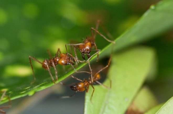 biomimicry, superorganisms, teeming, carbon negative manufacture, Teeming: How Superorganisms Work to Build Infinite Wealth in a Finite World, the biomimicry manual,
