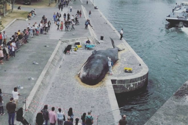 beached whale, Paris, France, art installation, Captain Boomer Collective, environment, wildlife, activism,
