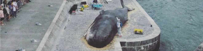 beached whale, Paris, France, art installation, Captain Boomer Collective, environment, wildlife, activism,