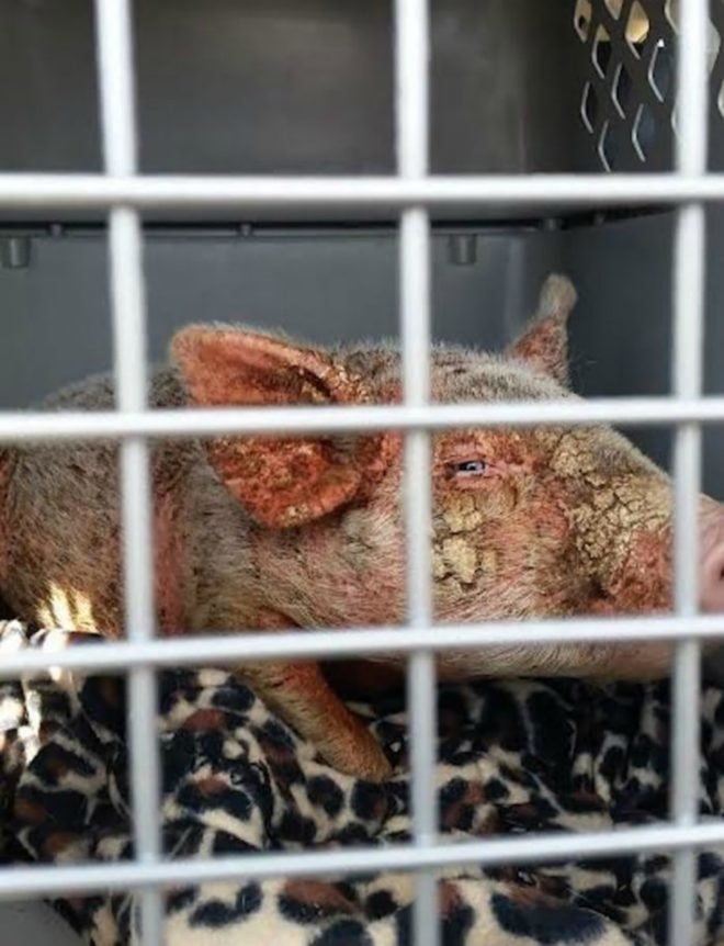 Cherry Blossom, Sale Ranch Sanctuary, animal welfare, animal cruelty, The Dodo, abuse, transformation, piglet